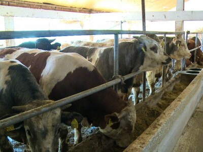 Kada se tov junadi isplati?