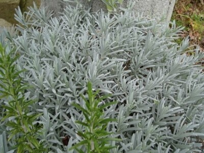 Kadulja u vinodolskom ruralnom prostoruru