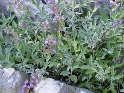 Kadulja u dalmatinskom kršu