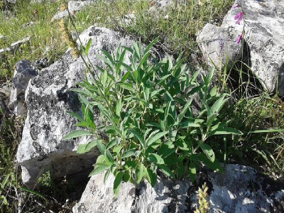 Kadulja u imotsko-hercegovačkom kršu