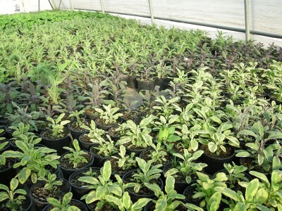 Kadulja - zelena, ljubičasta, žuta i trikolor