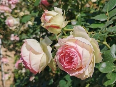 Kako buduća teta u vrtiću – Ljubica, uzgaja cvijeće i aranžira cvjetne bukete?