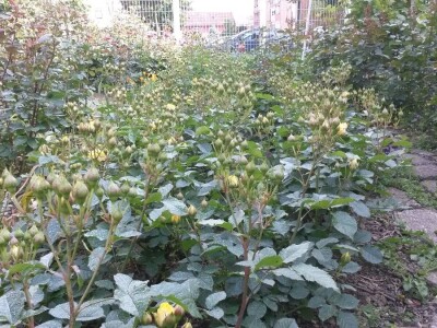 Kako buduća teta u vrtiću – Ljubica, uzgaja cvijeće i aranžira cvjetne bukete?