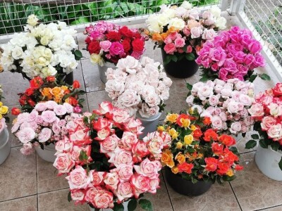 Kako buduća teta u vrtiću – Ljubica, uzgaja cvijeće i aranžira cvjetne bukete?