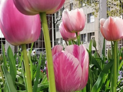 Kako buduća teta u vrtiću – Ljubica, uzgaja cvijeće i aranžira cvjetne bukete?