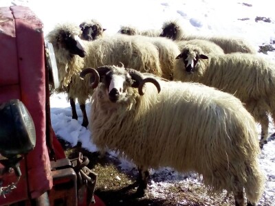 Kako do farme - Eso počeo s kozom, Željko s teletom Kako do farme - Eso počeo s kozom, Željko s teletom