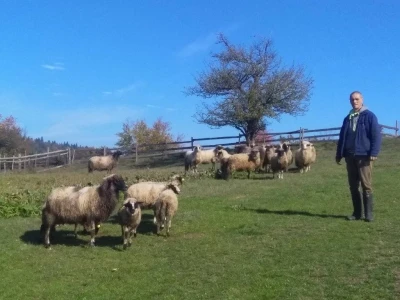 Kako do farme - Eso počeo s kozom, Željko s teletom