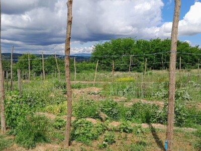 Kako dobiti otporno sjeme