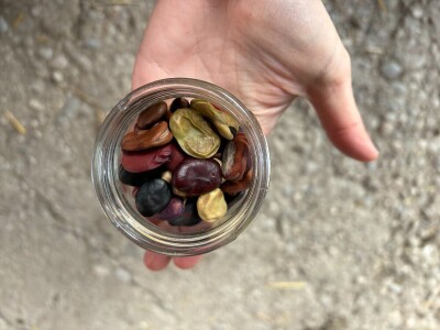 Kako dobiti otporno sjeme