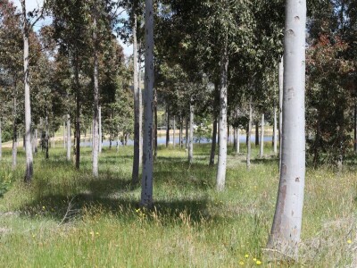 Kako izgraditi imanje na čvrstim temeljima i zaraditi
