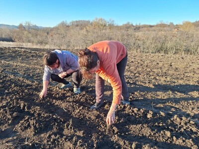 Kako Jakovčanke sade gradinu?