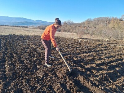 Kako Jakovčanke sade gradinu?