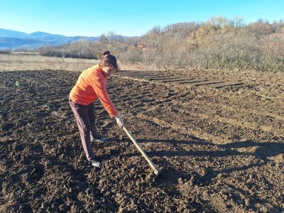 Kako Jakovčanke sade gradinu?