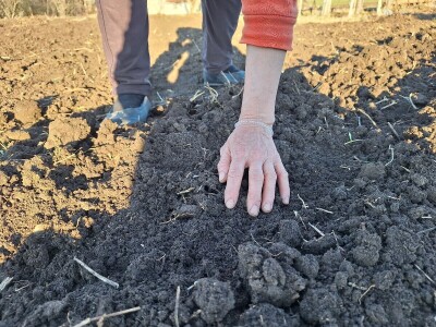 Kako Jakovčanke sade gradinu?