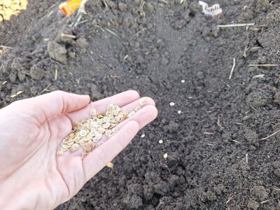 Kako Jakovčanke sade gradinu?