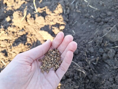 Kako Jakovčanke sade gradinu?