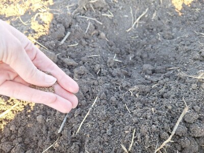 Kako Jakovčanke sade gradinu?