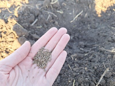 Kako Jakovčanke sade gradinu?