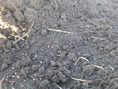 Kako Jakovčanke sade gradinu?