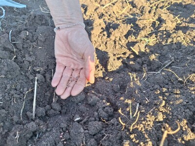 Kako Jakovčanke sade gradinu?