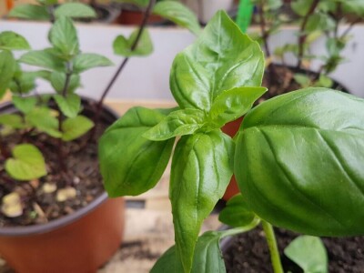 Kako je Aleksandra Kuzmanovića iz Aleksandrovca ljubav prema pčelama potakla na uzgoj ljekovitog i aromatičnog bilja Kako je Aleksandra Kuzmanovića iz Aleksandrovca ljubav prema pčelama potakla na uzgoj ljekovitog i aromatičnog bilja