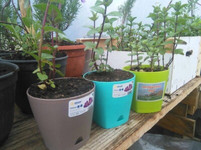 Kako je Aleksandra Kuzmanovića iz Aleksandrovca ljubav prema pčelama potakla na uzgoj ljekovitog i aromatičnog bilja Kako je Aleksandra Kuzmanovića iz Aleksandrovca ljubav prema pčelama potakla na uzgoj ljekovitog i aromatičnog bilja