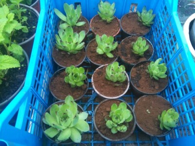 Kako je Aleksandra Kuzmanovića iz Aleksandrovca ljubav prema pčelama potakla na uzgoj ljekovitog i aromatičnog bilja Kako je Aleksandra Kuzmanovića iz Aleksandrovca ljubav prema pčelama potakla na uzgoj ljekovitog i aromatičnog bilja