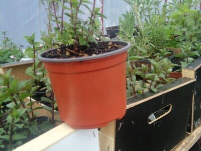 Kako je Aleksandra Kuzmanovića iz Aleksandrovca ljubav prema pčelama potakla na uzgoj ljekovitog i aromatičnog bilja Kako je Aleksandra Kuzmanovića iz Aleksandrovca ljubav prema pčelama potakla na uzgoj ljekovitog i aromatičnog bilja