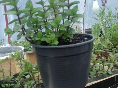 Kako je Aleksandra Kuzmanovića iz Aleksandrovca ljubav prema pčelama potakla na uzgoj ljekovitog i aromatičnog bilja Kako je Aleksandra Kuzmanovića iz Aleksandrovca ljubav prema pčelama potakla na uzgoj ljekovitog i aromatičnog bilja