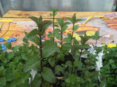 Kako je Aleksandra Kuzmanovića iz Aleksandrovca ljubav prema pčelama potakla na uzgoj ljekovitog i aromatičnog bilja Kako je Aleksandra Kuzmanovića iz Aleksandrovca ljubav prema pčelama potakla na uzgoj ljekovitog i aromatičnog bilja