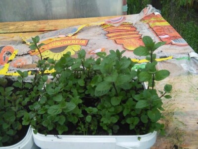 Kako je Aleksandra Kuzmanovića iz Aleksandrovca ljubav prema pčelama potakla na uzgoj ljekovitog i aromatičnog bilja Kako je Aleksandra Kuzmanovića iz Aleksandrovca ljubav prema pčelama potakla na uzgoj ljekovitog i aromatičnog bilja