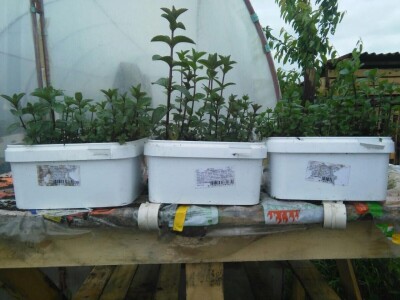 Kako je Aleksandra Kuzmanovića iz Aleksandrovca ljubav prema pčelama potakla na uzgoj ljekovitog i aromatičnog bilja Kako je Aleksandra Kuzmanovića iz Aleksandrovca ljubav prema pčelama potakla na uzgoj ljekovitog i aromatičnog bilja