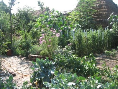 Kako kopriva i beli luk mogu pomoći u bio bašti?!