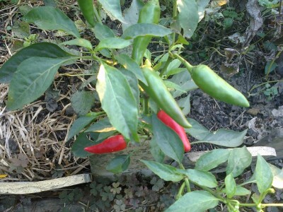 Kako kopriva i beli luk mogu pomoći u bio bašti?!