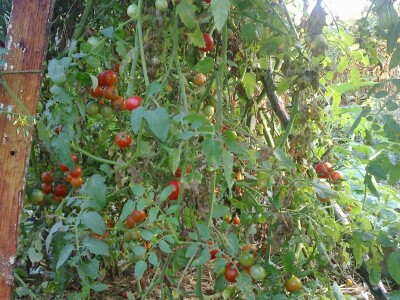 Kako kopriva i beli luk mogu pomoći u bio bašti?!