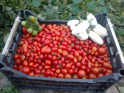 Kako kopriva i beli luk mogu pomoći u bio bašti?!