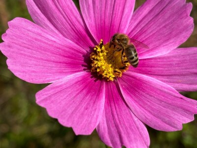 Kako napraviti šumu hrane