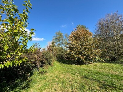 Kako napraviti šumu hrane