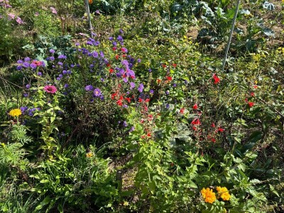 Kako napraviti šumu hrane