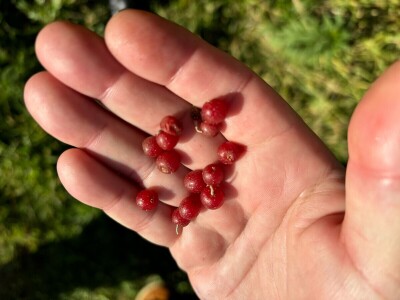 Kako napraviti šumu hrane