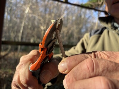 Osnove rezidbe za vrtlare početnike Osnove rezidbe za vrtlare početnike