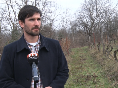 Kako orezati vinograd