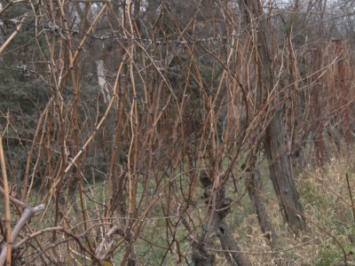 Kako orezati vinograd