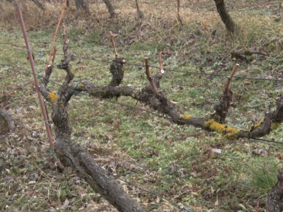 Kako orezati vinograd