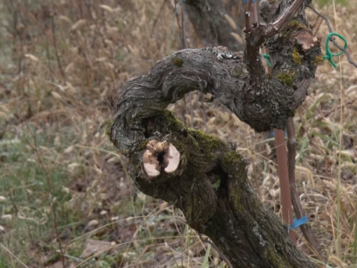 Kako orezati vinograd