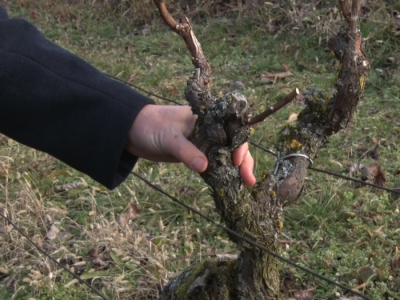 Kako orezati vinograd