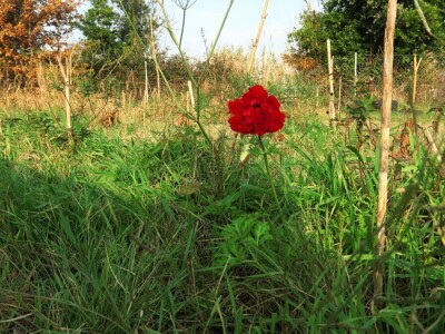 Kako primijeniti perma model u vrtu prirodno i bez štetnih sredstava - voditeljica radionice Marina Marija Skorup, permakulturna praktičarka