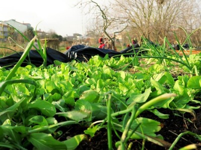 Kako primijeniti perma model u vrtu prirodno i bez štetnih sredstava - voditeljica radionice Marina Marija Skorup, permakulturna praktičarka