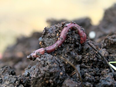 Kako primijeniti perma model u vrtu prirodno i bez štetnih sredstava - voditeljica radionice Marina Marija Skorup, permakulturna praktičarka