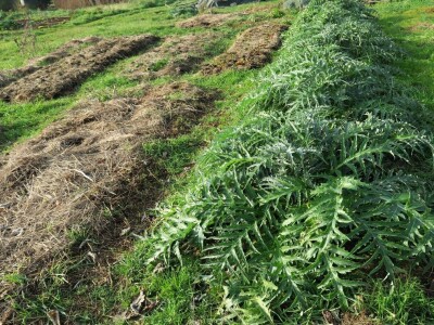 Kako primijeniti perma model u vrtu prirodno i bez štetnih sredstava - voditeljica radionice Marina Marija Skorup, permakulturna praktičarka